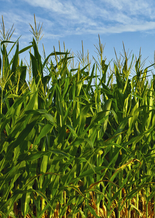 Corn Field Corn Field